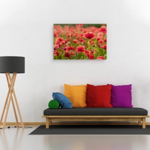 Tablou canvas - Lumina Din Spate, Maci, Rosu, Floare, Camp, 60 x 90 cm - Img 2
