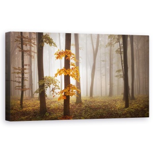 Tablou Canvas - Lumina in Noiembrie, Peisaj, Padure, Copac, Frunze, 50 x 100 cm