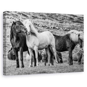 Tablou canvas - Moment, Islanda, Animale, Cai, Westfjords, Cal, 80 x 120 cm