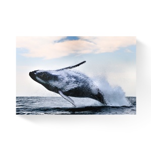 Tablou Canvas - Natura, Balena, Ocean 60 x 90 cm