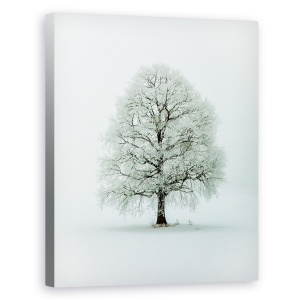 Tablou canvas - Nimloth, Copac, Zapada, Iarna, Alb, Hoar, 60 x 75 cm