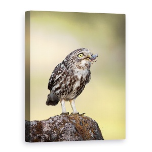 Tablou canvas - O Gustare De Seara, Natura, Salbatic, Animale, Pasari, 50 x 70 cm