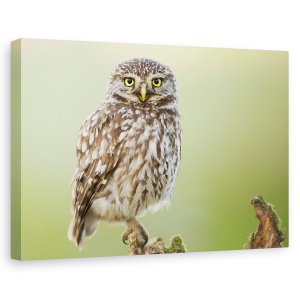 Tablou canvas - Observatorul, Bufnita, Pasare, Look, Salbatic, Natura, 60 x 90 cm