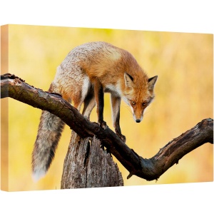 Tablou canvas - Ochi Aprinsi, Natura, Animal, Salbatic, Fauna, Vulpe, Ochi, 80 x 120 cm