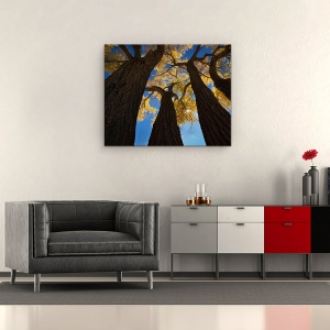 Tablou canvas - Paduri De Bumbac, Zion, Utah, Us, Copaci, Parcul National Zion, 60 x 75 cm - Img 2
