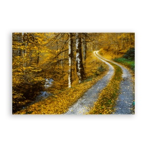 Tablou Canvas - Peisaj, Natura, Padure, Frunze, Toamna, 40 x 60 cm