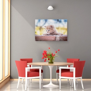Tablou canvas - Pisica, Dragut, Animal, 40 x 60 cm - Img 4