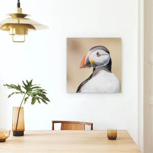 Tablou canvas - Portret, Animale, Pasari, Puffin, Insula Saltee, 60 x 60 cm - Img 4