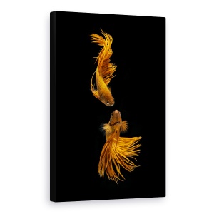 Tablou canvas - Povestea De Dragoste A Pestilor De Aur, Animal, 60 x 90 cm