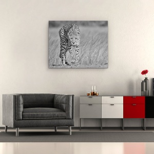 Tablou canvas - Predator Concentrat, Ghepard, Tulpina, Africa, Safari, Alb-Negru, 60 x 75 cm - Img 2