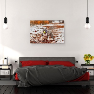 Tablou canvas - Prinde Mingea, Animal, Caine, Pet, Actiune, 60 x 90 cm - Img 3