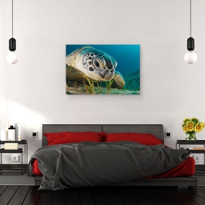 Tablou canvas - Priveste, Testoasa, Sub Apa, Aproape, Adanc, 60 x 90 cm - Img 3