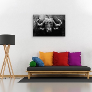 Tablou canvas - Privirea, Buffalo, Africa, Animale, Alb-Negru, Coarne, 80 x 120 cm - Img 2