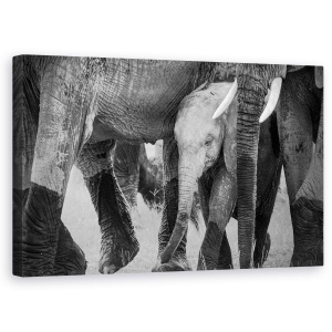 Tablou canvas - Protectia Familiei, Africa, Elefant, Kenya, Safari, Alb-Negru, 50 x 80 cm