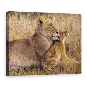 Tablou canvas - Pui De Leu Cu Mama Sa, Leoaica, Copil, Cub, 60 x 80 cm