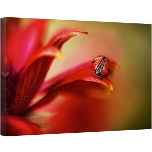 Tablou canvas - Pur si Simplu Rosu, Rosu, Gargarita, Pasiune, Floare, 80 x 120 cm
