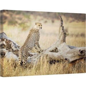 Tablou canvas - Puternic, Ghepard, Campii, Africa, Kenya, Vanatoare, Dimineata, 40 x 60 cm