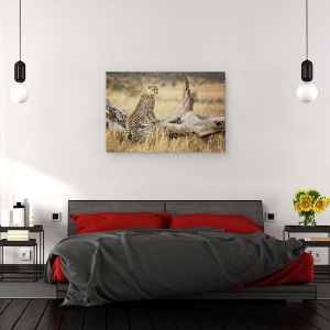 Tablou canvas - Puternic, Ghepard, Campii, Africa, Kenya, Vanatoare, Dimineata, 40 x 60 cm - Img 3
