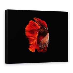 Tablou canvas - Rosu, Animal, Peste, Eleganta, 75 x 100 cm