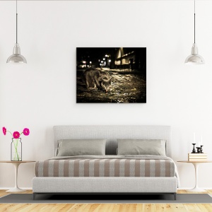 Tablou canvas - Rosu, Noapte, Pisica, Animal, Strada, Limba, 60 x 75 cm - Img 3