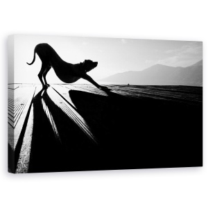 Tablou canvas - Salutul Soarelui, Alb-Negru, Umbra, Caine, Pet, 50 x 80 cm