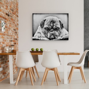 Tablou Canvas - Seful, Animal, Alb-Negru, Bulldog, Caine, 75 x 100 cm - Img 4