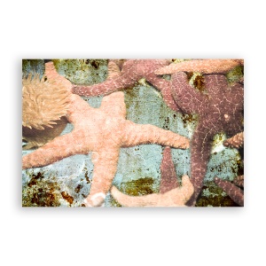 Tablou Canvas -Stea de Mare, Margean, Ocean, 80 x 120 cm