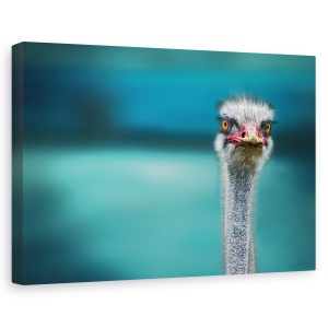 Tablou canvas - Strut protejandu-si puii de vant, Animal, Humor, Turcoaz, 40 x 60 cm