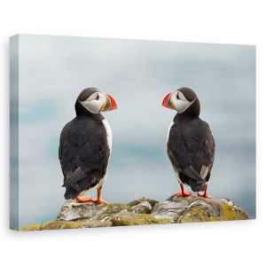 Tablou canvas - Te Iubesc - Si Eu Te Iubesc, Islanda, Pasari, Natura, Puffin, Puffin, 60 x 90 cm