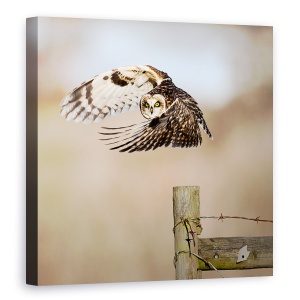 Tablou canvas - Te Vad, Salbatic, Natura, Animal, 90 x 90 cm