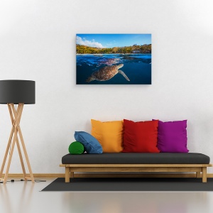Tablou canvas - Testoasa Verde - Testoasa De Mare, Sub Apa, Calatorie, 80 x 120 cm - Img 2