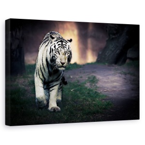 Tablou canvas - Tigru alb, Orase si arhitectura, Zoo, 80 x 120 cm