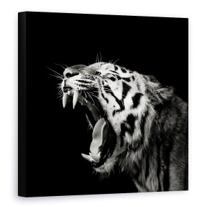 Tablou canvas - Tigru, Tigru, Pradator, Intunecos, Alb-Negru, 60 x 60 cm