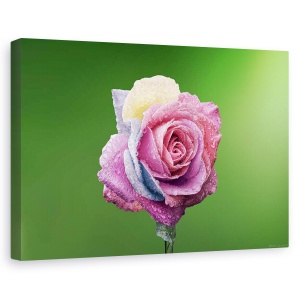Tablou canvas - Trandafir colorat, Flori, Roz, Roua, Petale, 80 x 120 cm