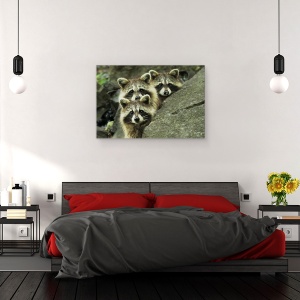 Tablou canvas - Tres Banditos, Natura, Banditi, Padure, Raton, Frati, 40 x 60 cm - Img 3