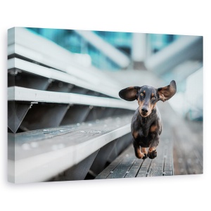 Tablou canvas - Un catel alergand prin lume, Animal, Urban, Caine, Animale De Companie, 80 x 120 cm
