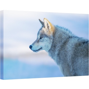 Tablou canvas - Un Lup Vigilent, Animal, Animale, Blana, Lup, 40 x 60 cm