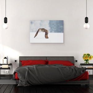 Tablou canvas - Vultur-Bufnita, Natura, Salbatic, Pasare, Bufnita, Zbor, 60 x 90 cm - Img 3