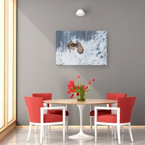 Tablou canvas - Vultur-Bufnita, Pasare, Natura, Salbatic, 60 x 90 cm - Img 4