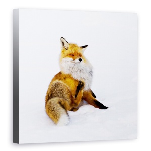 Tablou canvas - Winterfox, Vulpe, Animal, Animale, Suedia, Salbatic, 60 x 60 cm