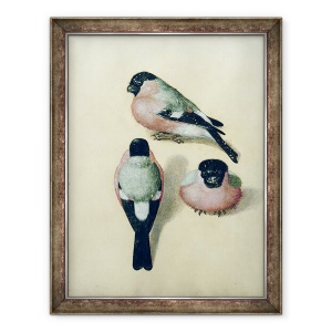 Tablou inramat - Albrecht Durer - Trei studii ale unui bullfinch, 60 x 80 cm