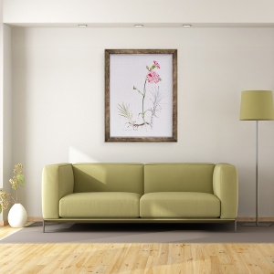 Tablou inramat - Alison Cooper - Varietate veche de Dianthus, 60 x 80 cm - Img 2