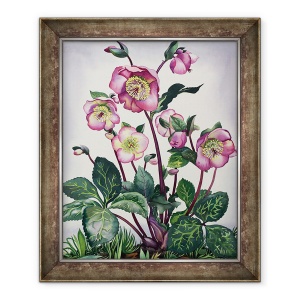 Tablou inramat - Christopher Ryland - Hellebore, 70 x 85 cm