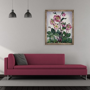 Tablou inramat - Christopher Ryland - Hellebore, 70 x 85 cm - Img 2