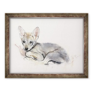 Tablou inramat - Mark Adlington - Pup Lup Arabian Curled, 70 x 90 cm