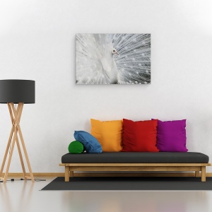 Tablou canvas - Alba Ca Zapada, Paun, Pasare, Animal, Salbatic, 60 x 90 cm - Img 2