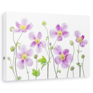 Tablou canvas - Anemone Japonica, Natura moarta, Flori, 60 x 90 cm