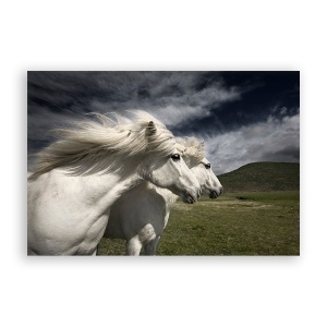 Tablou Canvas - Animal, Cai, Alb, 80 x 120 cm