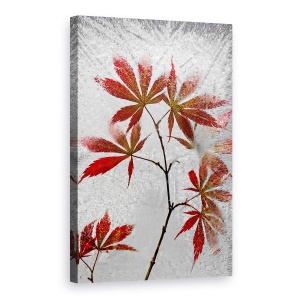 Tablou canvas - Artar Rosu, Frunze, Artar Rosu, Frunza, Inghet, Gheata, 60 x 90 cm