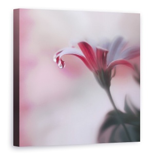 Tablou canvas - Atingere Invizibila, Perla, Picatura, Floare, 60 x 60 cm